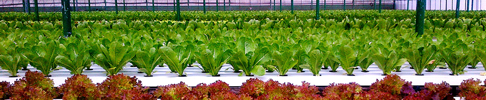banner-hydroponic-farm