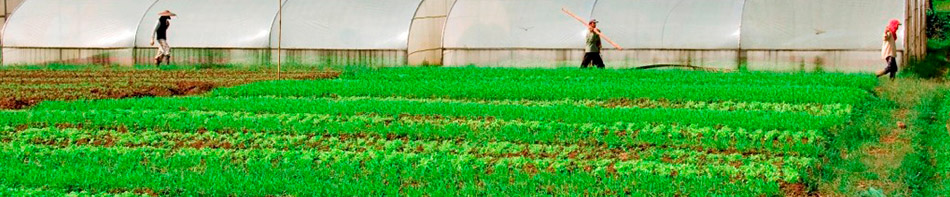 banner-organic-farm