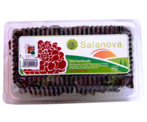 Salanova Red Oak Leaf