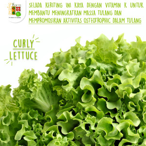 facebook curly lettuce